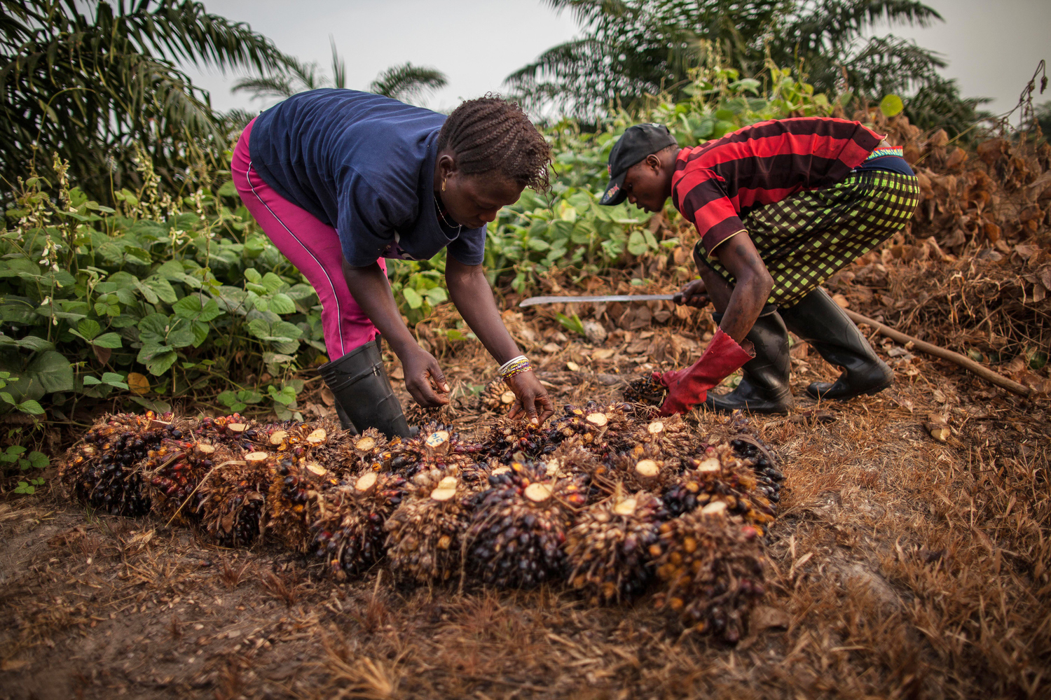 Entretien des plantations