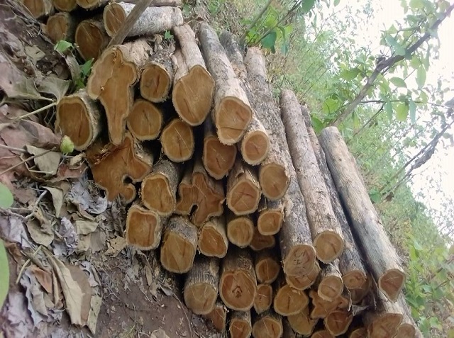 Exploitation des plantations