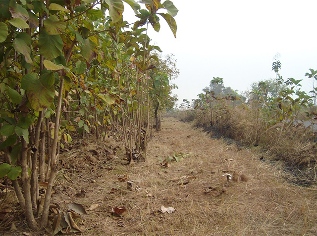 Protection des plantations