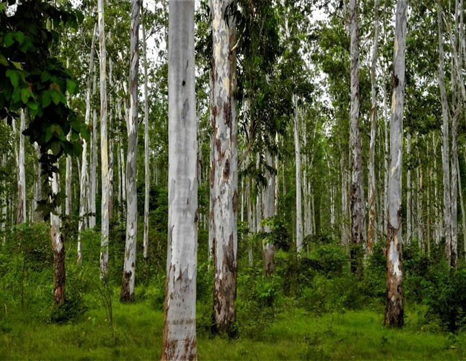 Forêt illustrant la gouvernance forestière de l'ODEF